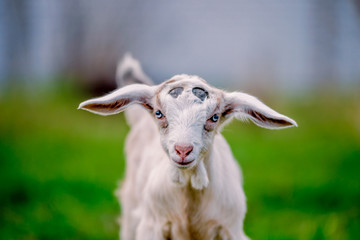 Beautiful little goat with blue eyes posing for portrait