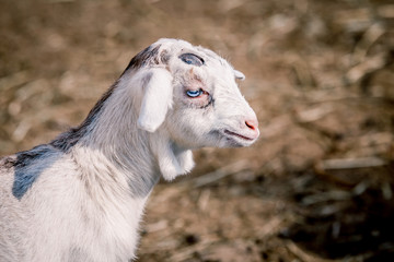 Beautiful little goat with blue eyes posing for portrait