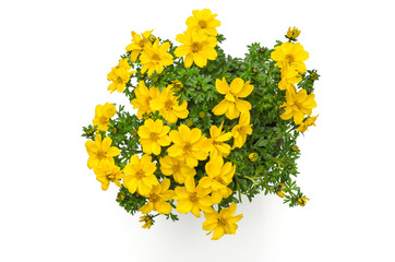 Bidens