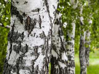 Birch trunks. Textured background. Spring in a birch grove.