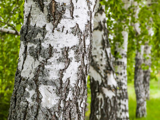 Birch trunks. Textured background. Spring in a birch grove.