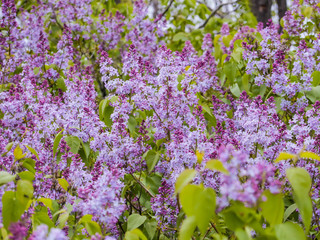 Flowering of lilac in the garden. Purple flowers and green leaves, background, texture. May, spring.