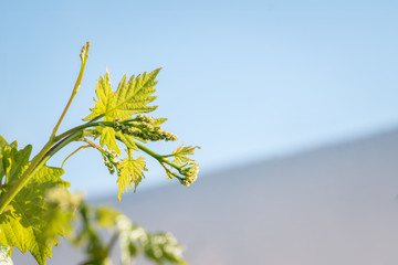 The stage of the growing season in grapes - flowering
