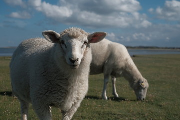 Obraz premium Schafe auf Sylt