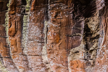 Wooden natural background, close-up of a palm bark.