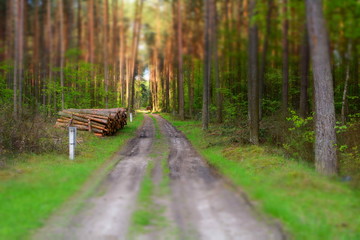 droga przez las © robert6666