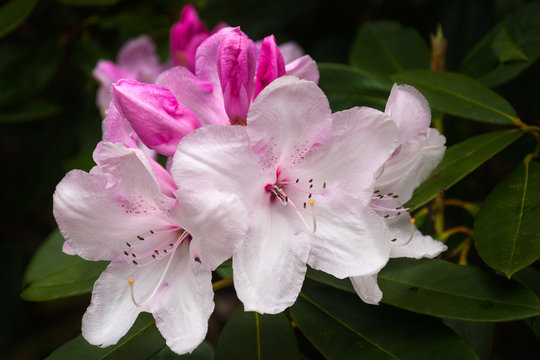 Close up of white and pink Rhododendron flowers on a blurred background with shallow depth of field.