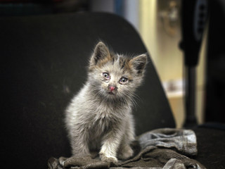 Dirty Unwell Kitten