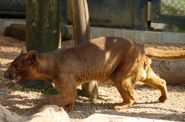 木陰に身を潜めるフォッサ
