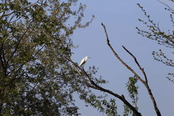 White heron on a dry branch on a background of blue sky