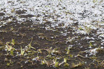Texture of the earth and snow