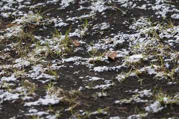 Texture of the earth and snow