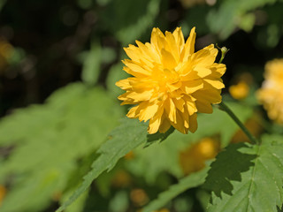 Gefüllter Ranunkelstrauch, Kerria japonica