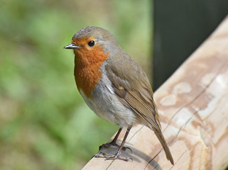 Young European Robin (Erithacus rubecula) perched on a fence rail.