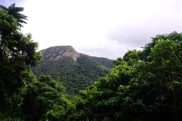 Fototapeta na wymiar ジャングルの山