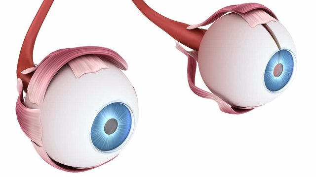Eye anatomy - inner structure, Medically accurate 3D animation.