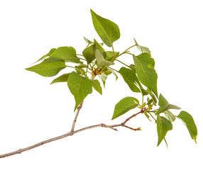 A branch of a lilac bush with young green leaves. Isolated on white background