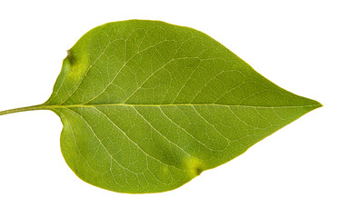 Obraz premium A branch of a lilac bush with young green leaves. Isolated on white background