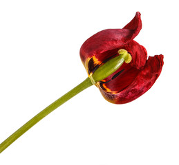 Faded buds of red tulips. Isolated on white background
