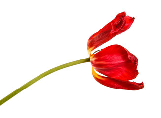 Faded buds of red tulips. Isolated on white background