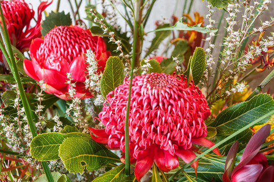 Impressive red Waratah blooms in a stunning visual display at the Spring Festival, Blue Mountains
