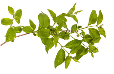 Branch of a jasmine bush with green leaves. Isolated on white background