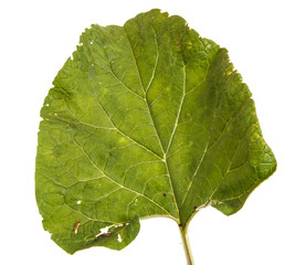 Green leaves of burdock spoiled on white background