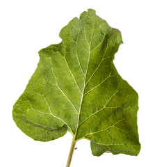 Green leaves of burdock spoiled on white background