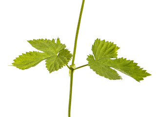 green sprout of hops. Isolated on white background
