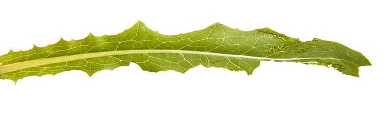Green dandelion leaves isolated on white background