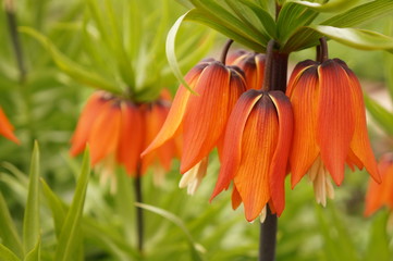 Bright spring flowers - orange imperial hazel grouse