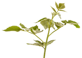 Young green raspberry sprout with green leaves. Isolated on white background