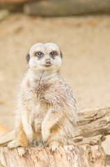 Fototapeta premium cheeky meerkat