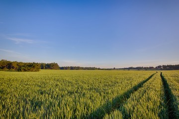 Sun rises over the wheat fields in the forest