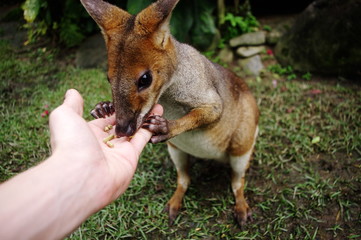 Fototapeta premium 食べ物を求めるワラビー