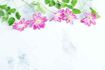 Clematis flowers on a white background. Space for inscriptions