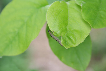 Bruchi di Pieris brassicae o farfalla Cavolaia su pianta. Fuoco selettivo