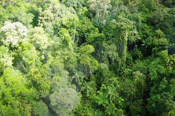 Fototapeta na wymiar 下に広がるジャングル