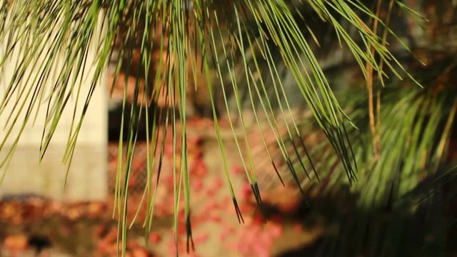 pine needles in the wind