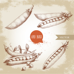 Hand drawn sketch peas sketch set. Vector organic food illustration on grunge vintage background.