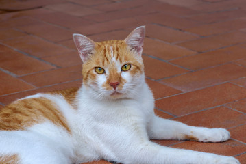 White and ginger cat lying on the brown-tile floor