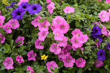 Petunia flowers natural background