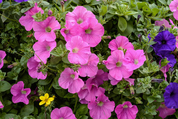 Pink petunia flowers natural background