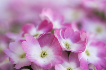 A lot of small flowers of a purple color