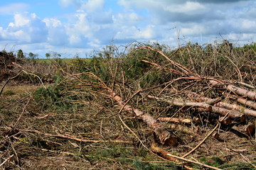 wycięty las sosnowy