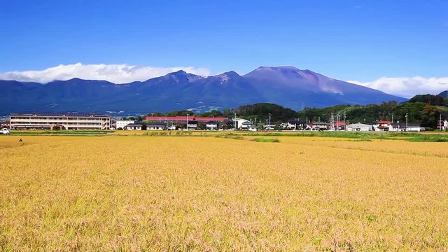 佐久平の稲穂と浅間山　長野県佐久市