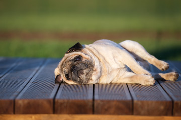 Obraz premium tired pug dog lying down outdoors