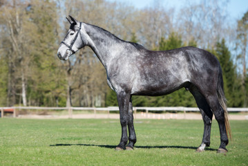 young gray horse standing on a field