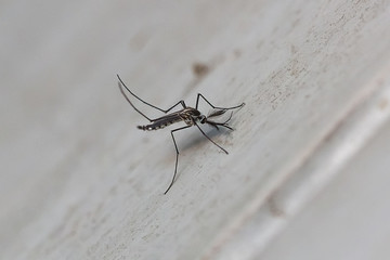 small mosquito
