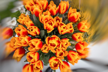 orange tulips bokeh